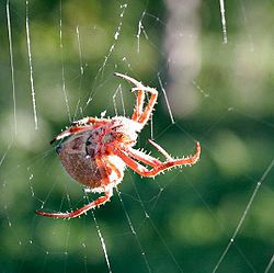 250px-Orb_weaver_spider_day_web2.jpg Hosting at Sudaneseonline.com