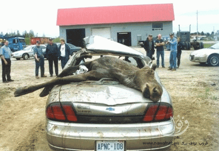 3645_p1449211sudan1sudan.gif Hosting at Sudaneseonline.com