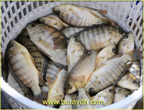 884c9243ffsudan1sudan.jpg Hosting at Sudaneseonline.com