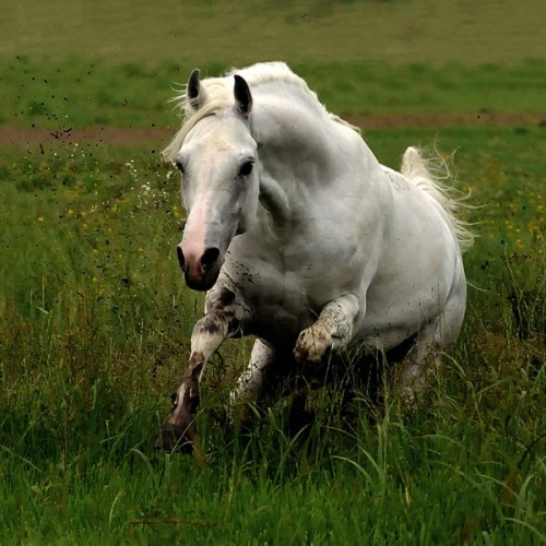 Beautiful-Horses-007.jpg Hosting at Sudaneseonline.com