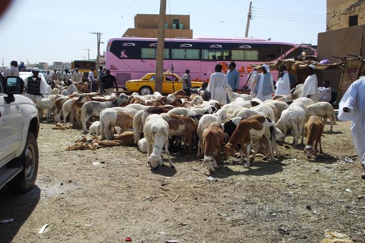 DSC01540.jpg Hosting at Sudaneseonline.com