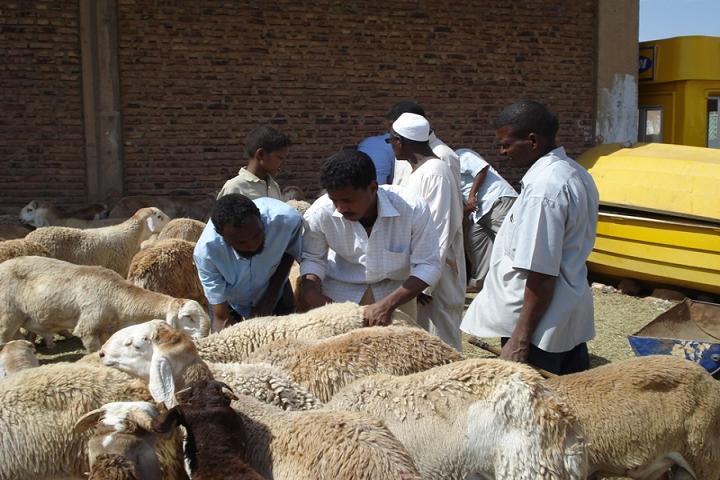 DSC01542-1.jpg Hosting at Sudaneseonline.com