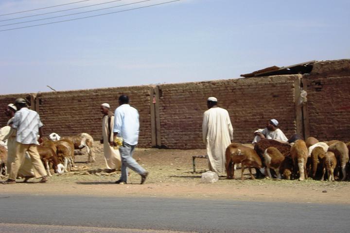 DSC01549.jpg Hosting at Sudaneseonline.com