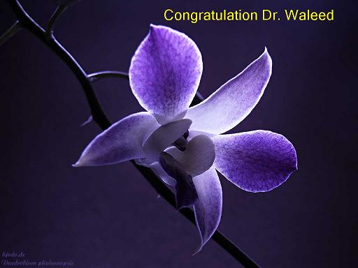 Dendrobium_blue1.jpg Hosting at Sudaneseonline.com