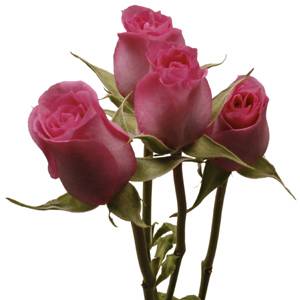 Hot_Pink_Spray_Roses_Flower_1.jpg Hosting at Sudaneseonline.com
