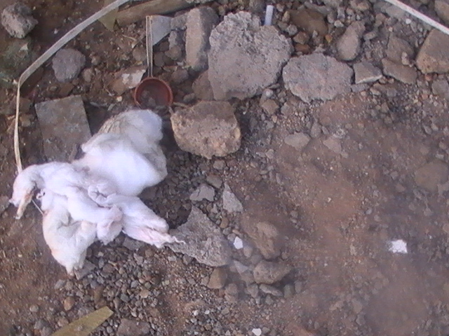 Picture026.jpg Hosting at Sudaneseonline.com