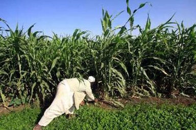 _85930_sudan1.jpg Hosting at Sudaneseonline.com