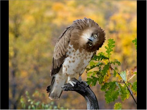 booma.JPG Hosting at Sudaneseonline.com