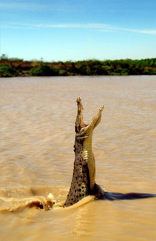 crocodile.jpg Hosting at Sudaneseonline.com