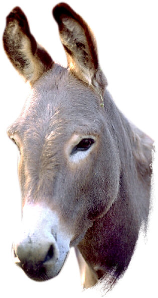 donkey1.jpg Hosting at Sudaneseonline.com