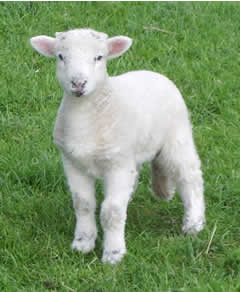 lamb.jpg Hosting at Sudaneseonline.com