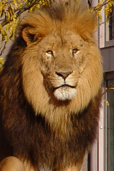 lion.jpg Hosting at Sudaneseonline.com