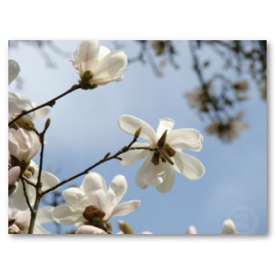 mothers_day_gifts_art_42_magnolia_tree_flowers_poster-p228015407571523379trma_400.jpg Hosting at Sudaneseonline.com