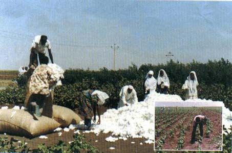 news240_ar.jpg Hosting at Sudaneseonline.com