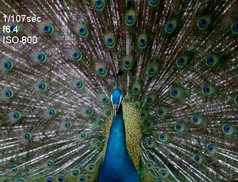 peacock.JPG Hosting at Sudaneseonline.com