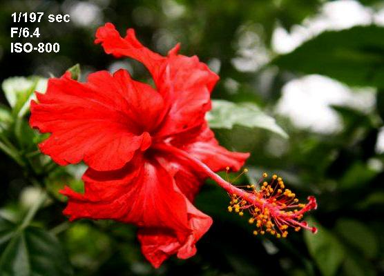 redflower.JPG Hosting at Sudaneseonline.com