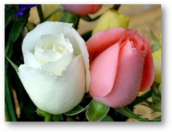 securedownload8.jpg Hosting at Sudaneseonline.com