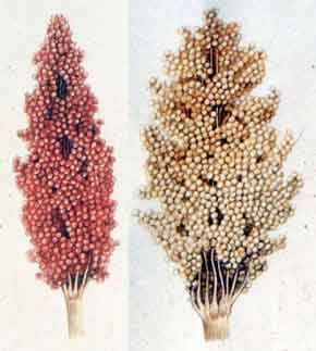 sorghum-211180.jpg Hosting at Sudaneseonline.com