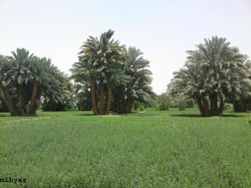 sudansudansudansudansudan154.jpg Hosting at Sudaneseonline.com