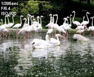 swanlake.JPG Hosting at Sudaneseonline.com