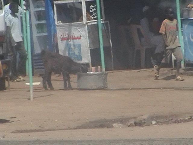 GetAttachmentCAHRZWUY.jpg Hosting at Sudaneseonline.com