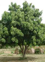 neem.bmp Hosting at Sudaneseonline.com