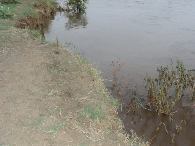 31.JPG Hosting at Sudaneseonline.com