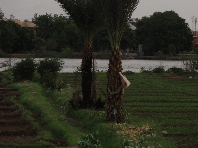 38.JPG Hosting at Sudaneseonline.com