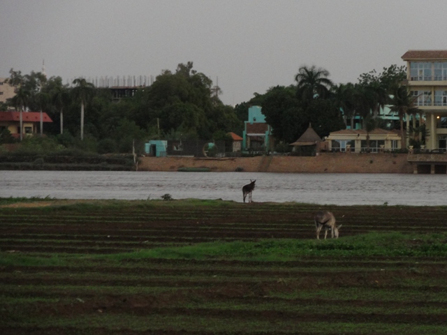 39.JPG Hosting at Sudaneseonline.com