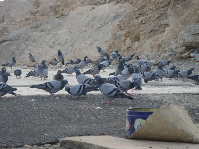 DSC00467.JPG Hosting at Sudaneseonline.com