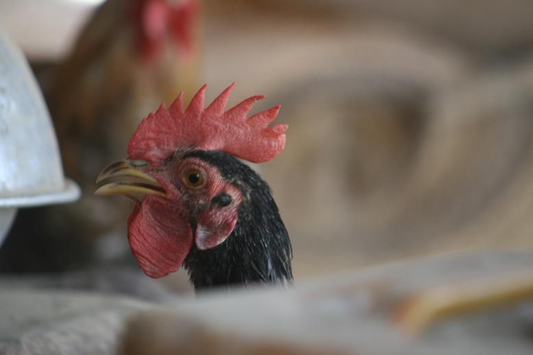 IMG_9621.JPG Hosting at Sudaneseonline.com