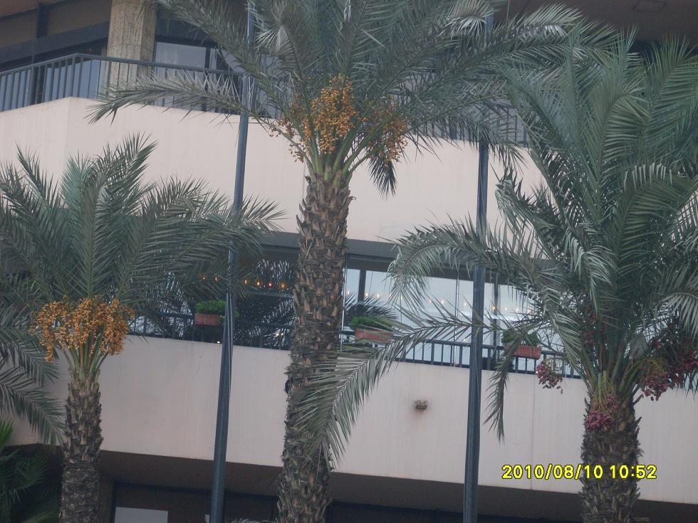 SDC10010.JPG Hosting at Sudaneseonline.com