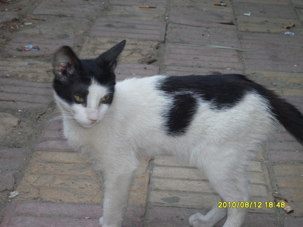 SDC10027.JPG Hosting at Sudaneseonline.com