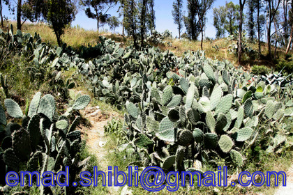 _MAD4173.JPG Hosting at Sudaneseonline.com