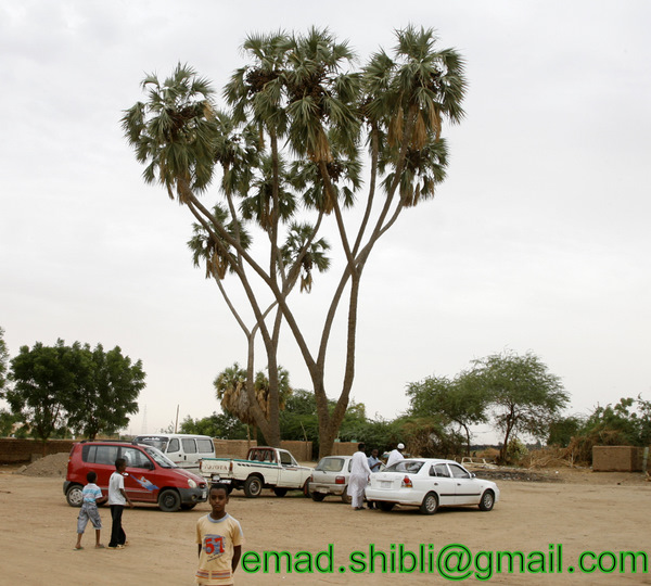 _MAD8063.JPG Hosting at Sudaneseonline.com