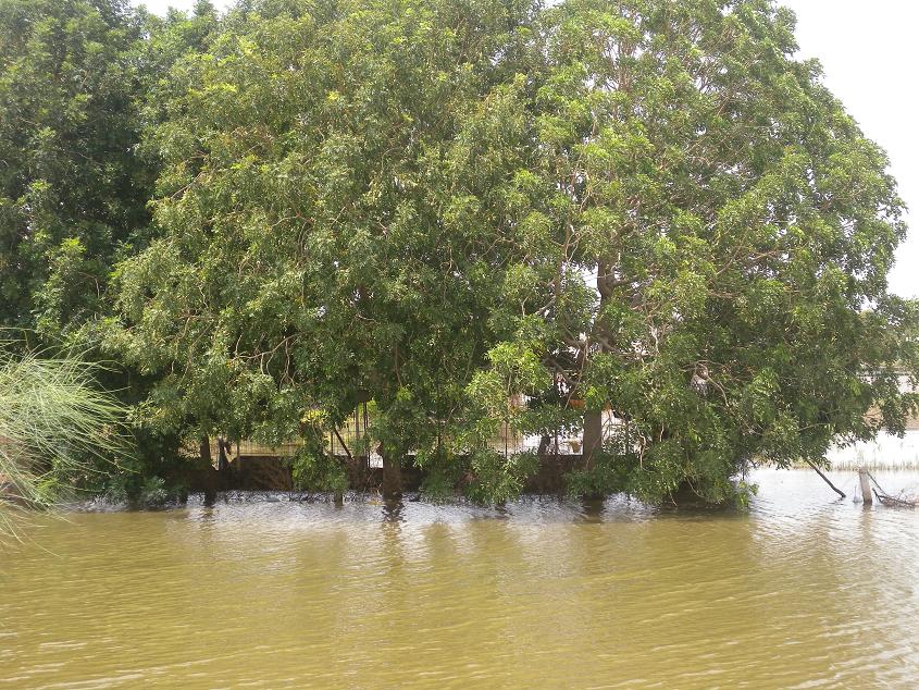 bbbbbb1.JPG Hosting at Sudaneseonline.com