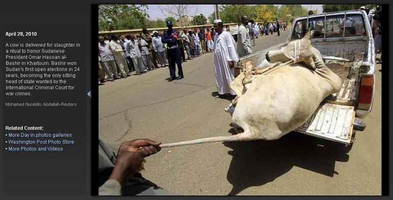 cow5.JPG Hosting at Sudaneseonline.com