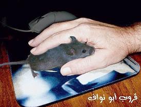 1026.JPG Hosting at Sudaneseonline.com