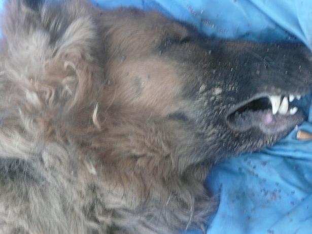 686.JPG Hosting at Sudaneseonline.com