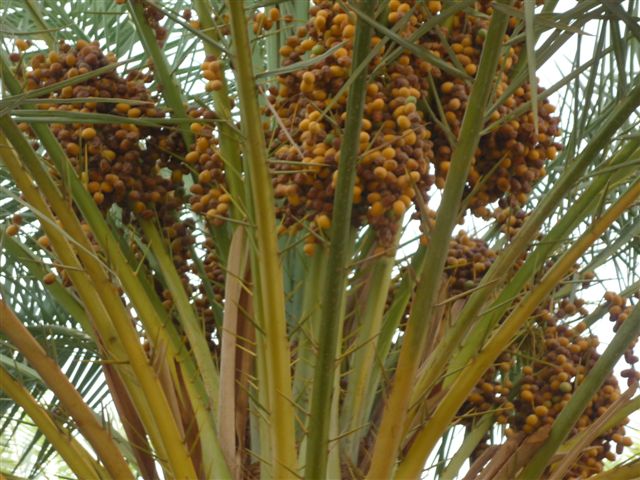 P1010500.JPG Hosting at Sudaneseonline.com