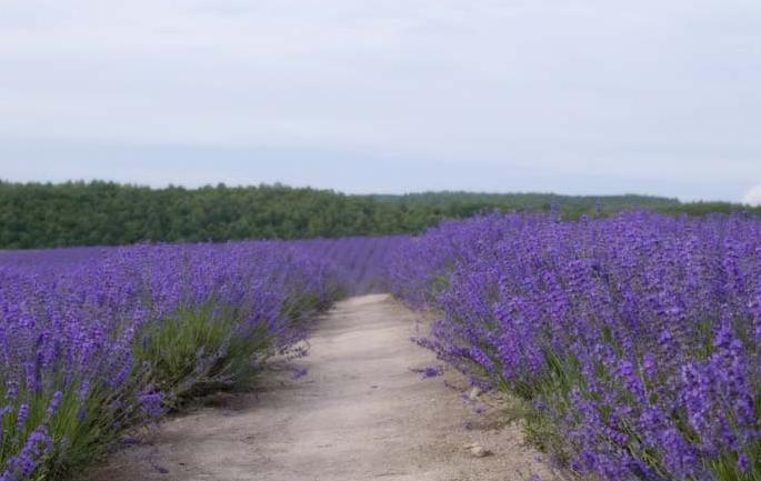 sudan20_1_sudan1.JPG Hosting at Sudaneseonline.com