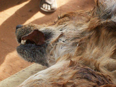 sudansudansudansudansudansudan.bmp Hosting at Sudaneseonline.com