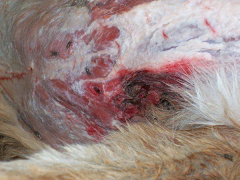 sudansudansudansudansudansudansudansudan.bmp Hosting at Sudaneseonline.com