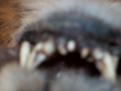 sudansudansudansudansudansudansudansudansudansudan.bmp Hosting at Sudaneseonline.com