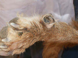 sudansudansudansudansudansudansudansudansudansudan1.bmp Hosting at Sudaneseonline.com