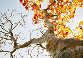 1aco.bmp Hosting at Sudaneseonline.com