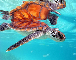 1aturtle.bmp Hosting at Sudaneseonline.com