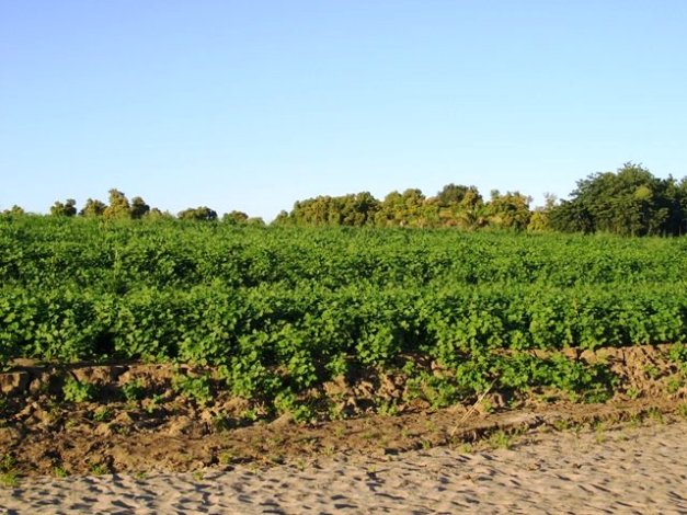 1sudan689sudan.JPG Hosting at Sudaneseonline.com