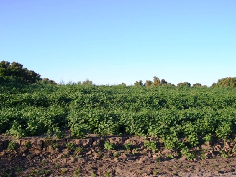 1sudan691sudan.JPG Hosting at Sudaneseonline.com