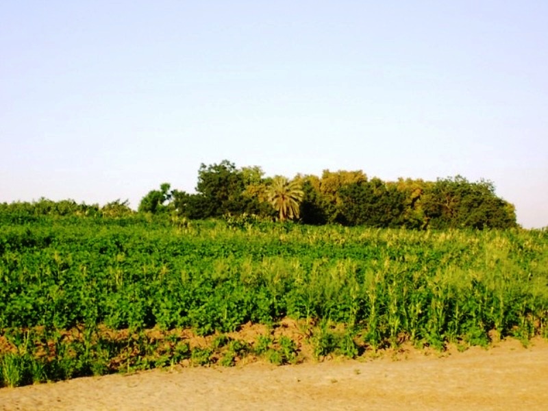 1sudan692sudan.JPG Hosting at Sudaneseonline.com